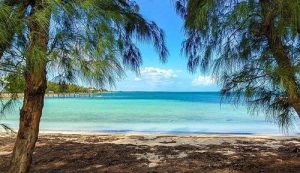 A beach with trees and water in the background, perfect for charter flights to the Bahamas.