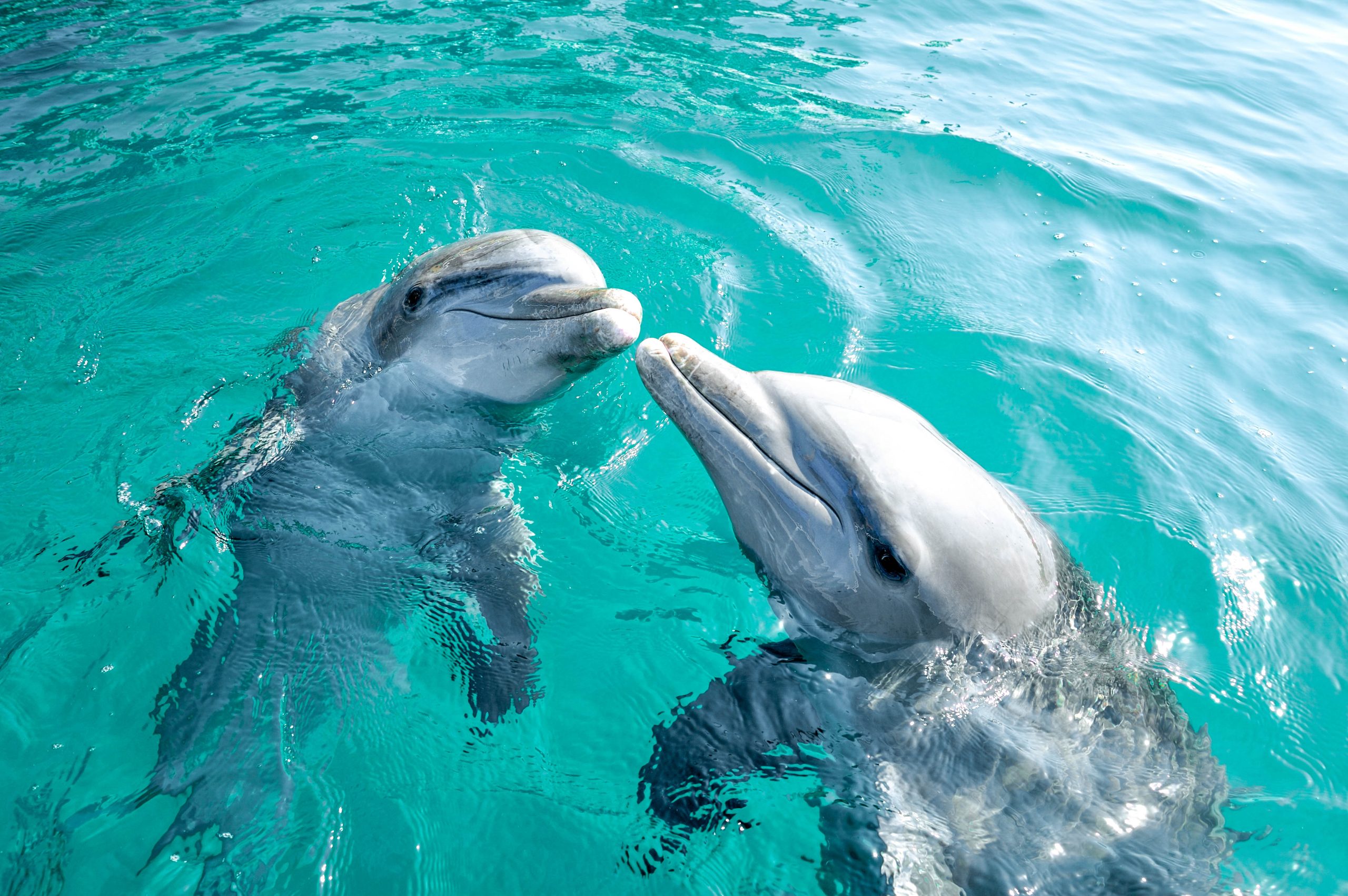 Freeport swim with the Dolphins