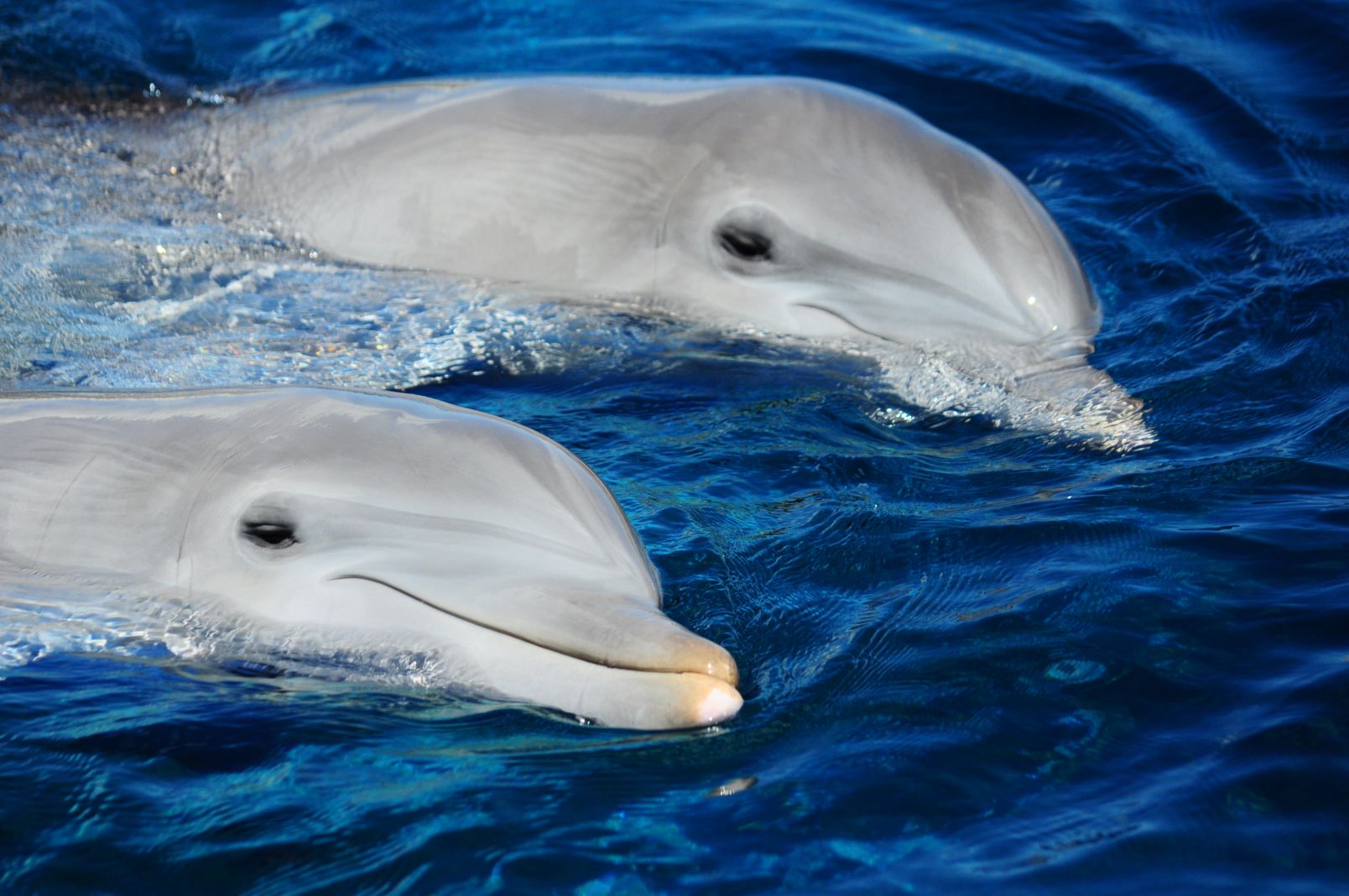 Two dolphins are swimming in the ocean, while nearby a charter plane flies over the Bahamas.